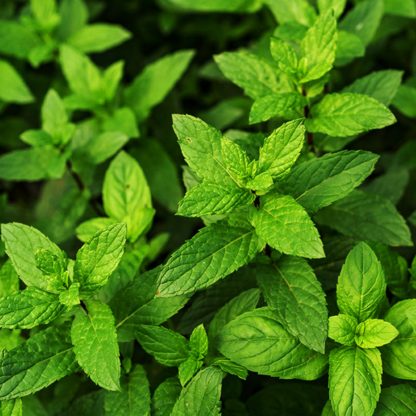 Feuilles Menthe